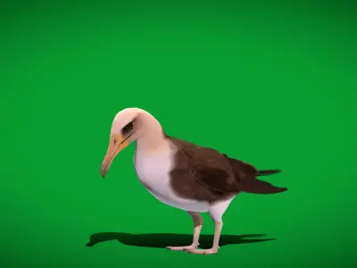 Albatross Bird Low-poly 3D model