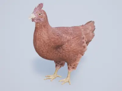 Chicken Low-poly 3D model get