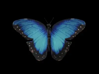 Butterfly 3D model Low-poly 3D model