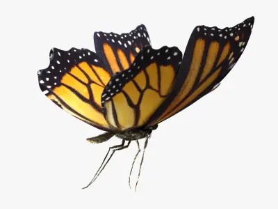 3D Tiger Monarch Butterfly 3D model