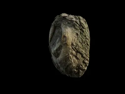 Anydrafts Salix matsudana Burl 12 Low-poly 3D model