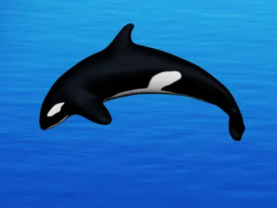 Orca Whale 3D model