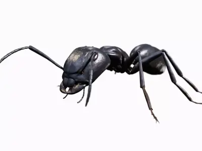 Ant walking game ready model Low-poly 3D model