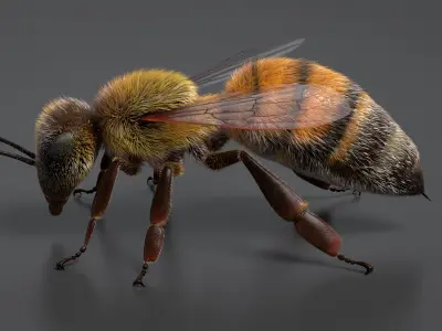 Realistic Honey Bee 3D model purchase