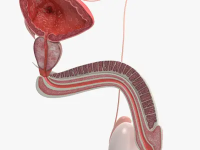  Male Reproductive System 