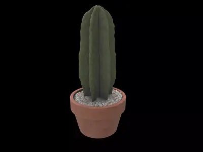 plant cactus 02 3D model