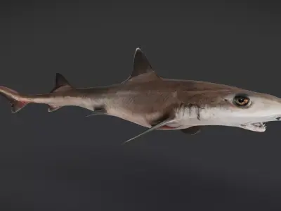 Spotless Smooth-hound - Houndshark -Dogfish Animated 3D model