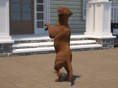 Brown Labrador Dog Begging Pose Animated Rigged for Cinema 4D 3D model