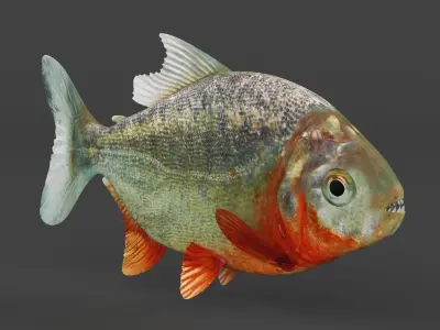 Piranha 3D model purchase
