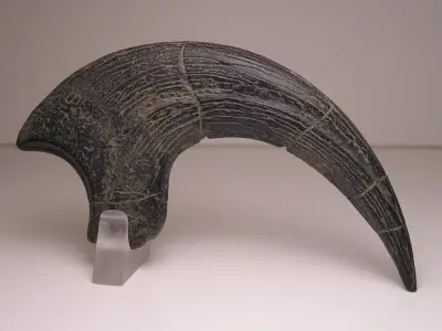 fossil dinosaur claw 3D print model