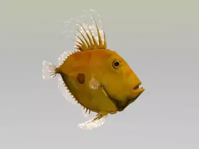 SANPEDRO LOW POLY fish 3D model
