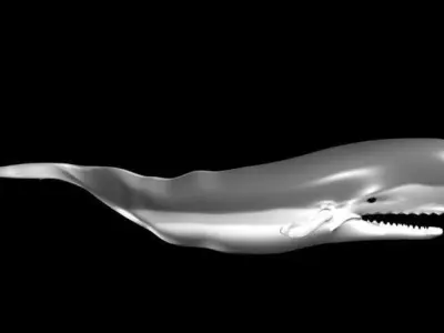 3D Whale Model 3D model