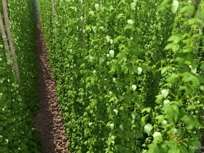 Green Growing Hops Plantation 3D model