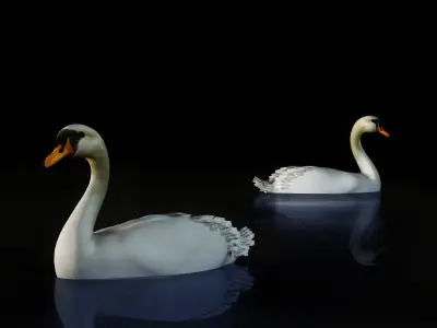 White Swan 3D model purchase