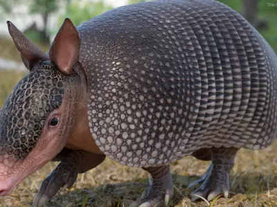 Armadillo in Walking Pose Black 3D model