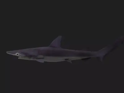 Shark Low-poly 3D model 24