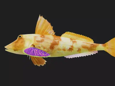 Bass fish Low-poly 3D model 9