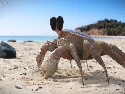  Ghost Crab Crustacean Pink Beige 