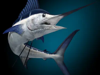 Marlin 3D model buy