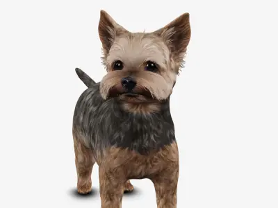 Dog Yorkshire Terrier Low-poly 3D model