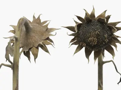 Dried Sunflower Plant Wilted Fur 3D model