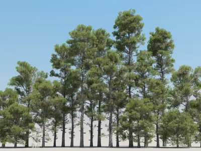  20 Pinus Nigra Trees with snow 