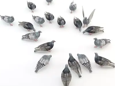 Pigeon Low-poly 3D model get