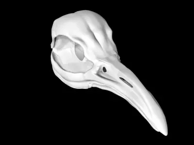 Penguin skull Low-poly 3D model