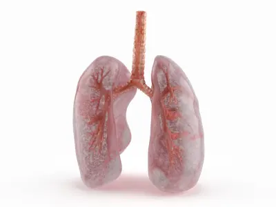 Transparent Lung Anatomy with Vascular Tree 3D model