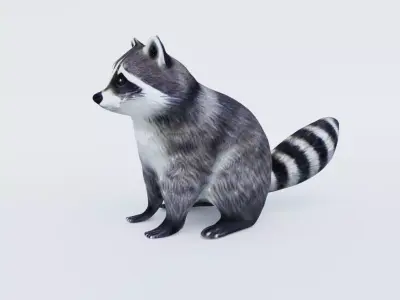 Raccoon Free 3D model
