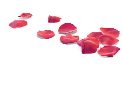 Realistic Rose Petals 3D Models - High-Quality 4K PBR Asset 3D model