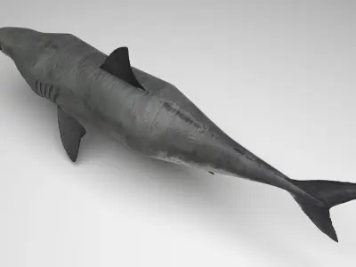 Great White Shark 3D model buy