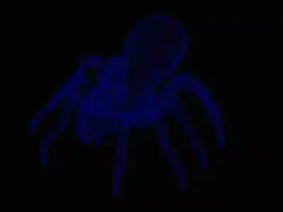Spider 3D model 13