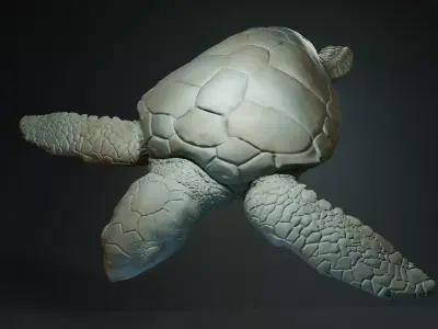 Caretta Caretta - Loggerhead Sea Turtle Free 3D print model