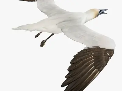 Gannet 3D model