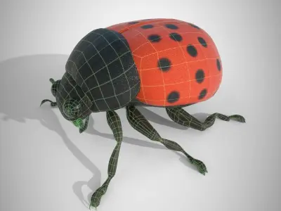 Lady Bug 3D Model 3D model