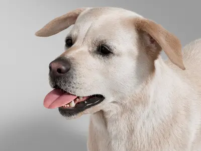  Dog Retriever No Rig 