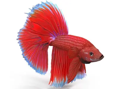 Betta Fish Low-poly 3D model buy