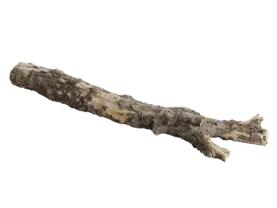  Large Branched Conifer Log Model 