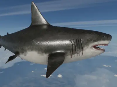 Megalodon Shark  Low-poly 3D model