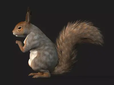Squirrel A3 Free 3D model purchase