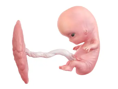  Fetus Week 9 Animated 