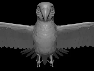 Parrot 3D model get