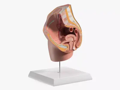 High-Detail Female Pelvic Cross Section Model with Stand 3D model