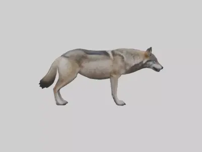 Eastern Wolf Low-poly 3D model