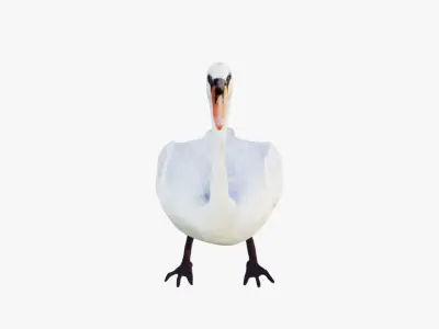 Swan Animal Free 3D model