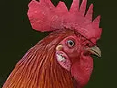 Rooster rigged animated and textured Low-poly 3D model