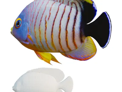 Marine fish Low-poly 3D model