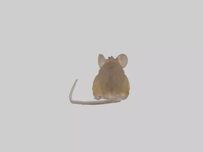Field mouse Low-poly 3D model