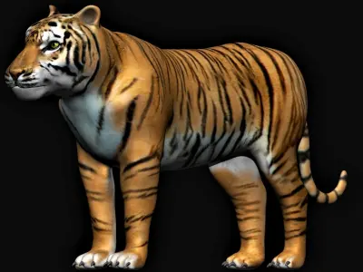 Tiger animation 3D model